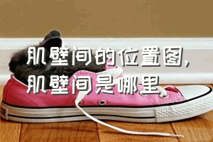 肌壁间的位置图（肌壁间是哪里）