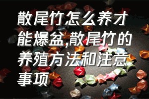 散尾竹怎么养才能爆盆（散尾竹的养殖方法和注意事项）