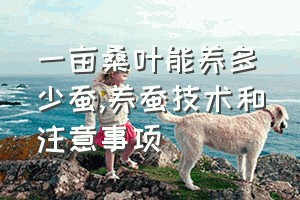 一亩桑叶能养多少蚕（养蚕技术和注意事项）