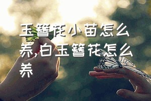 玉簪花小苗怎么养（白玉簪花怎么养）