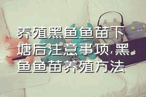 养殖黑鱼鱼苗下塘后注意事项（黑鱼鱼苗养殖方法）