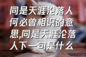 同是天涯沦落人何必曾相识的意思（同是天涯沦落人下一句是什么）