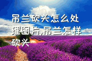 吊兰砍头怎么处理图片（吊兰怎样砍头）