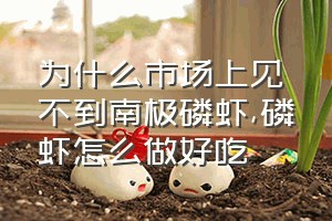 为什么市场上见不到南极磷虾（磷虾怎么做好吃）