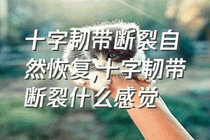 十字韧带断裂自然恢复（十字韧带断裂什么感觉）