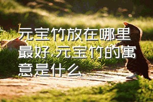 元宝竹放在哪里最好（元宝竹的寓意是什么）