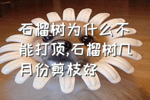 石榴树为什么不能打顶（石榴树几月份剪枝好）