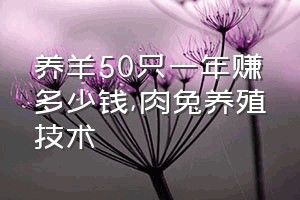 养羊50只一年赚多少钱（肉兔养殖技术）