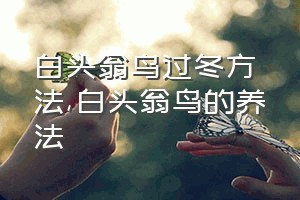 白头翁鸟过冬方法（白头翁鸟的养法）