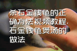 杀石金钱龟的正确方法视频教程（石金钱龟煲汤的做法）