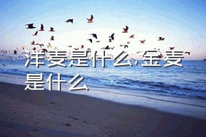 洋麦是什么（金麦是什么）