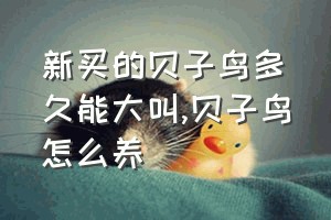 新买的贝子鸟多久能大叫（贝子鸟怎么养）