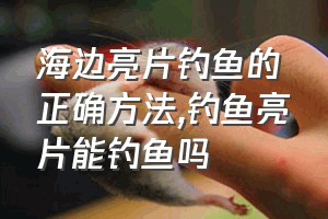 海边亮片钓鱼的正确方法（钓鱼亮片能钓鱼吗）