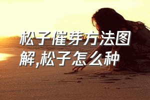 松子催芽方法图解（松子怎么种）