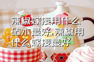 辣椒嫁接用什么砧木最好（辣椒用什么嫁接最好）