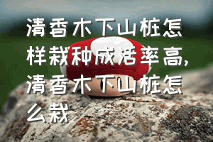 清香木下山桩怎样栽种成活率高（清香木下山桩怎么栽）