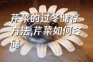 芹菜的过冬储存方法（芹菜如何冬储）