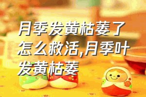 月季发黄枯萎了怎么救活（月季叶发黄枯萎）