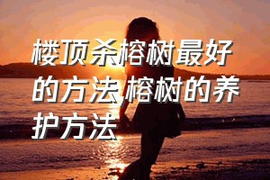 楼顶杀榕树最好的方法（榕树的养护方法）