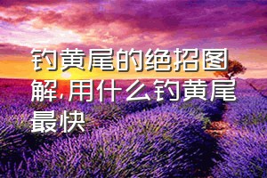 钓黄尾的绝招图解（用什么钓黄尾最快）