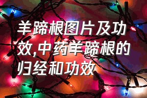 羊蹄根图片及功效（中药羊蹄根的归经和功效）