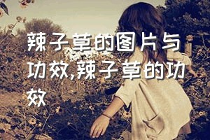 辣子草的图片与功效（辣子草的功效）