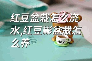 红豆盆栽怎么浇水（红豆彬盆栽怎么养）