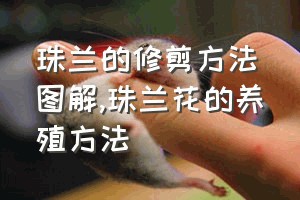 珠兰的修剪方法图解（珠兰花的养殖方法）