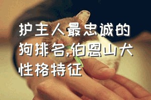 护主人最忠诚的狗排名（伯恩山犬性格特征）