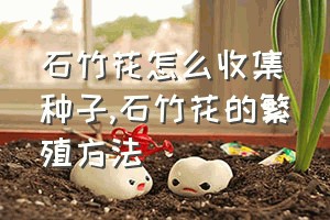 石竹花怎么收集种子（石竹花的繁殖方法）