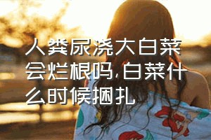 人粪尿浇大白菜会烂根吗（白菜什么时候捆扎）