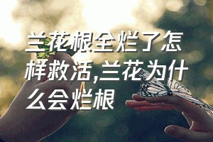 兰花根全烂了怎样救活（兰花为什么会烂根）