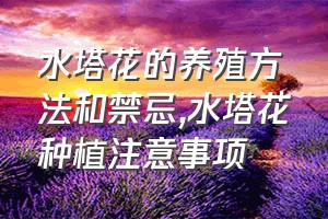 水塔花的养殖方法和禁忌（水塔花种植注意事项）