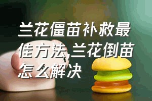 兰花僵苗补救最佳方法（兰花倒苗怎么解决）