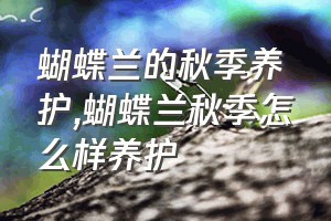 蝴蝶兰的秋季养护（蝴蝶兰秋季怎么样养护）