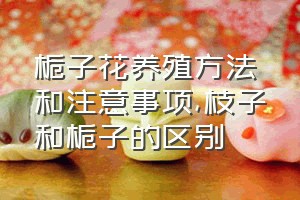 栀子花养殖方法和注意事项（枝子和栀子的区别）