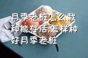 月季老桩怎么栽种能存活（怎样种好月季老桩）