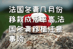 法国冬青几月份移栽成活率高（法国冬青移植注意事项）