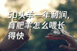 50头羊一年利润（育肥羊怎么喂长得快）