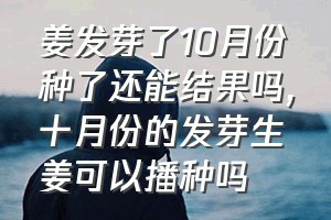 姜发芽了10月份种了还能结果吗（十月份的发芽生姜可以播种吗）