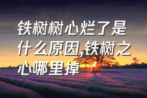 铁树树心烂了是什么原因（铁树之心哪里掉）