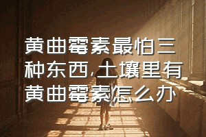 黄曲霉素最怕三种东西（土壤里有黄曲霉素怎么办）