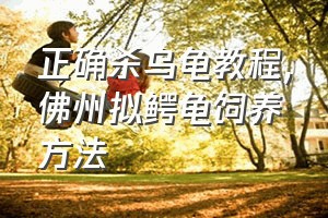 正确杀乌龟教程（佛州拟鳄龟饲养方法）