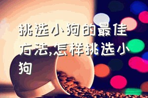 挑选小狗的最佳方法（怎样挑选小狗）