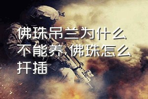 佛珠吊兰为什么不能养（佛珠怎么扦插）