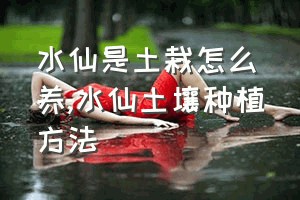 水仙是土栽怎么养（水仙土壤种植方法）