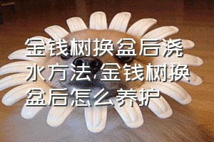 金钱树换盆后浇水方法（金钱树换盆后怎么养护）