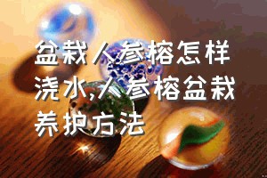 盆栽人参榕怎样浇水（人参榕盆栽养护方法）