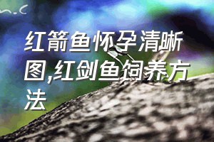 红箭鱼怀孕清晰图（红剑鱼饲养方法）