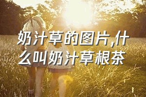 奶汁草的图片（什么叫奶汁草根茶）